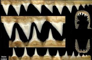 Carcharodon carcharias_04.jpg